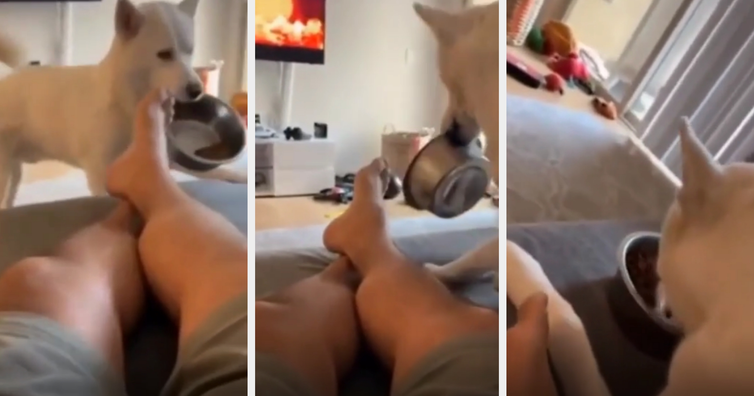 Dog brings a bowl of food onto the couch