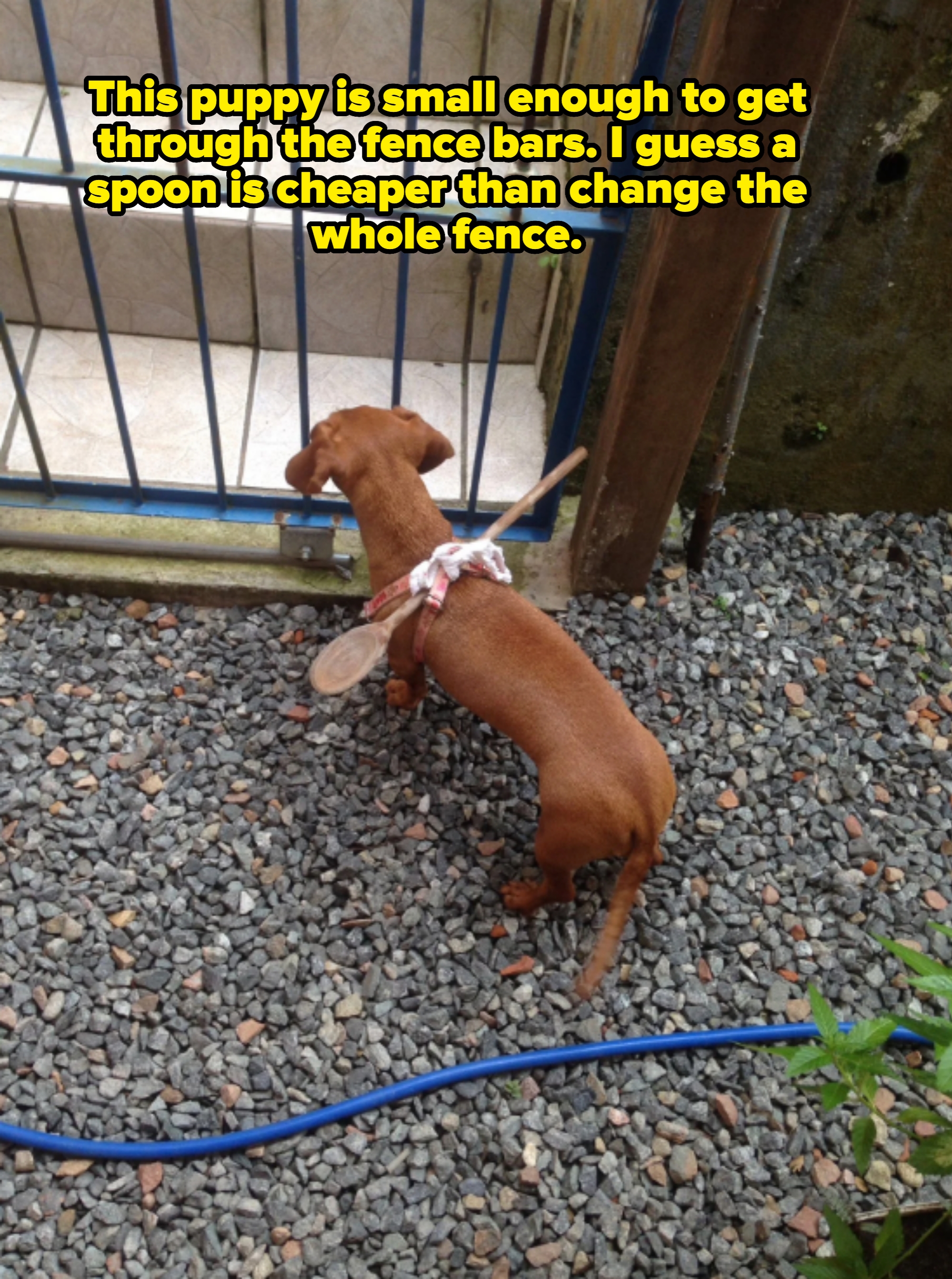Dachshund has spoon attached to back so it can&#x27;t get through a fence