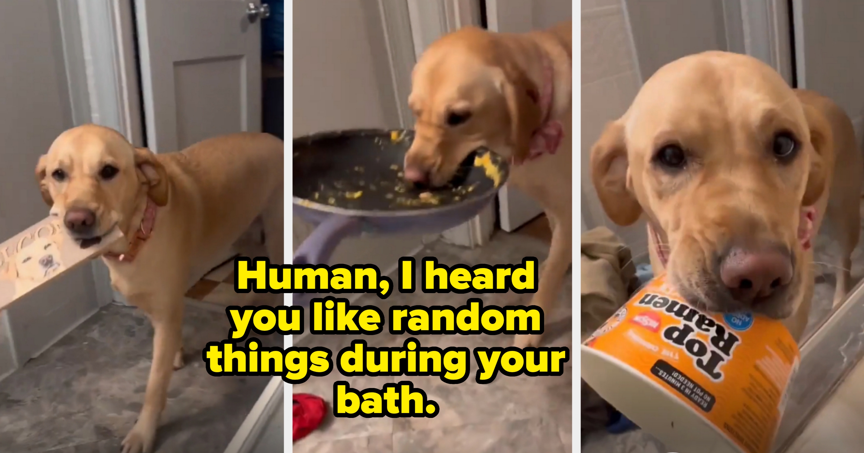 Three images of a Labrador carrying different items into the bathroom: a &quot;welcome&quot; sign, a frying pan, and a Top Ramen cup. Caption: &quot;Human, I heard you like random things during your bath&quot;