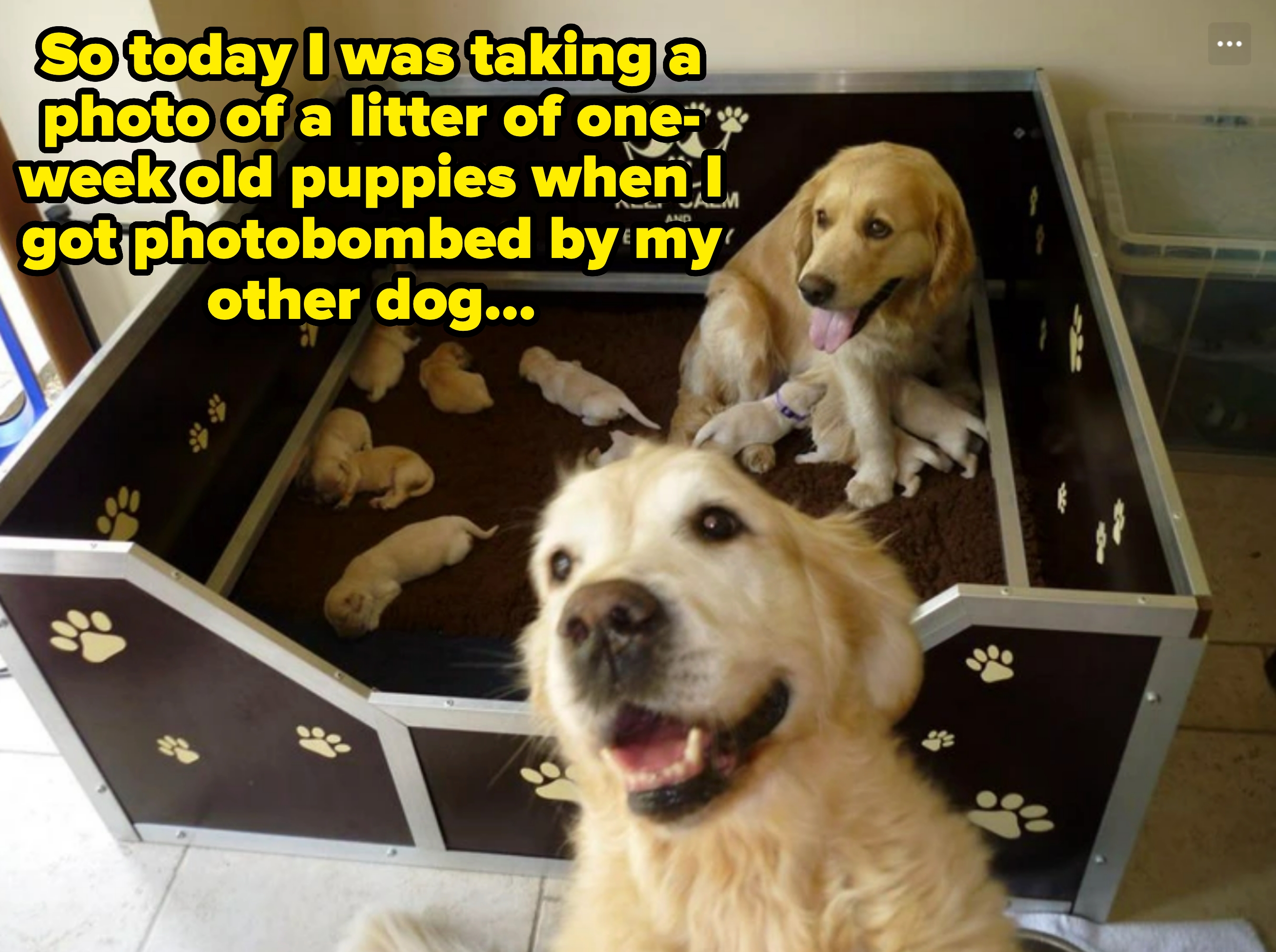 One golden retriever with puppies in a pen, and another who photobombs captioned, &quot;So today I was taking a photo of a litter of one-week-old puppies when I got photobombed by my other dog&quot;