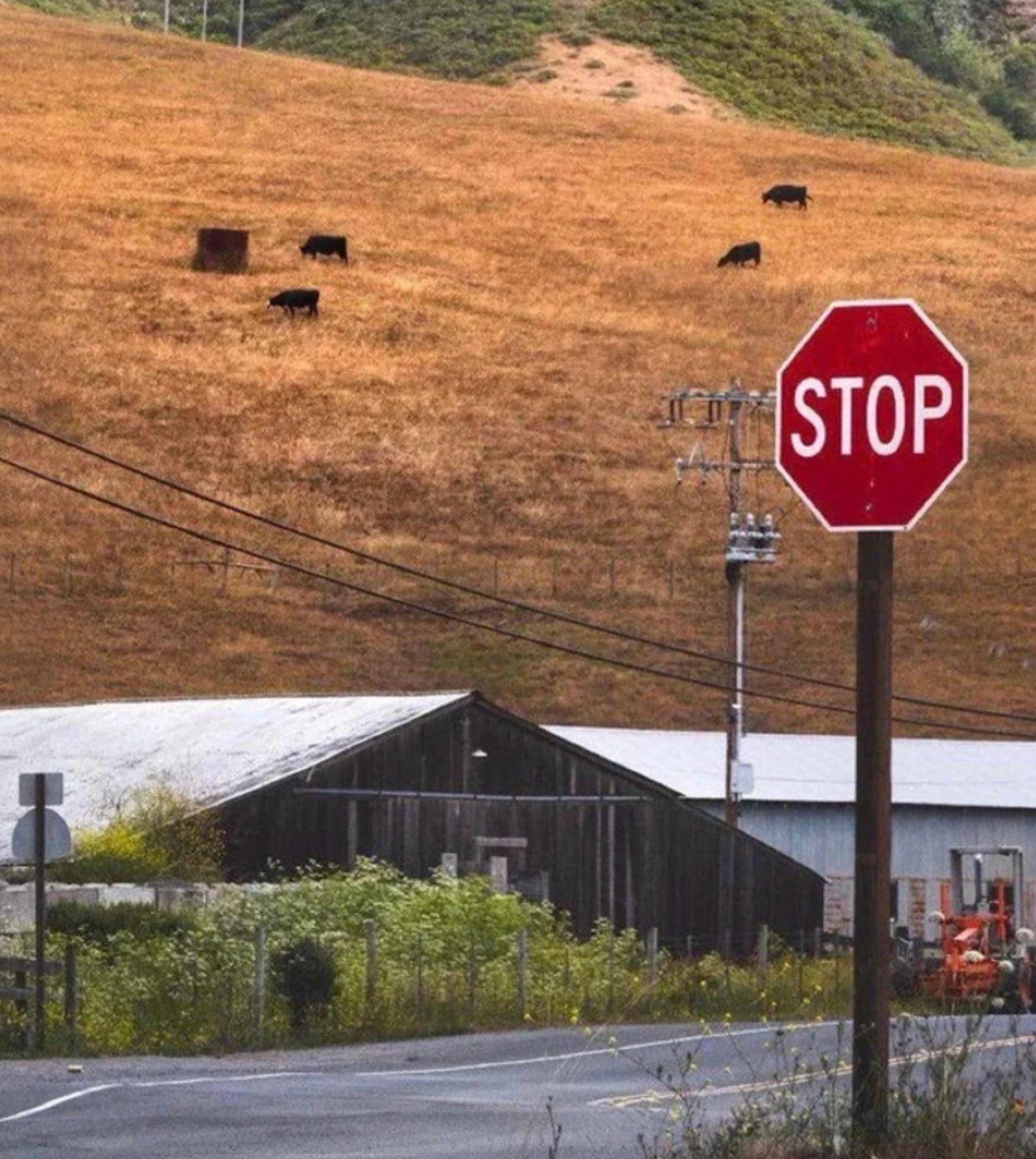 Rural scene with a stop sign by a road, cows grazing on a hillside, and a barn in the background