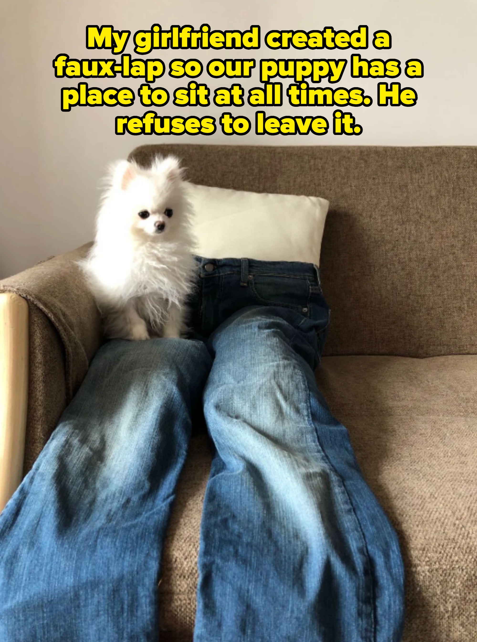 Small, fluffy dog sits on a couch next to a pair of jeans arranged to look like legs captioned, &quot;My girlfriend created a faux-lap so our puppy has a place to sit at all times. He refuses to leave it&quot;
