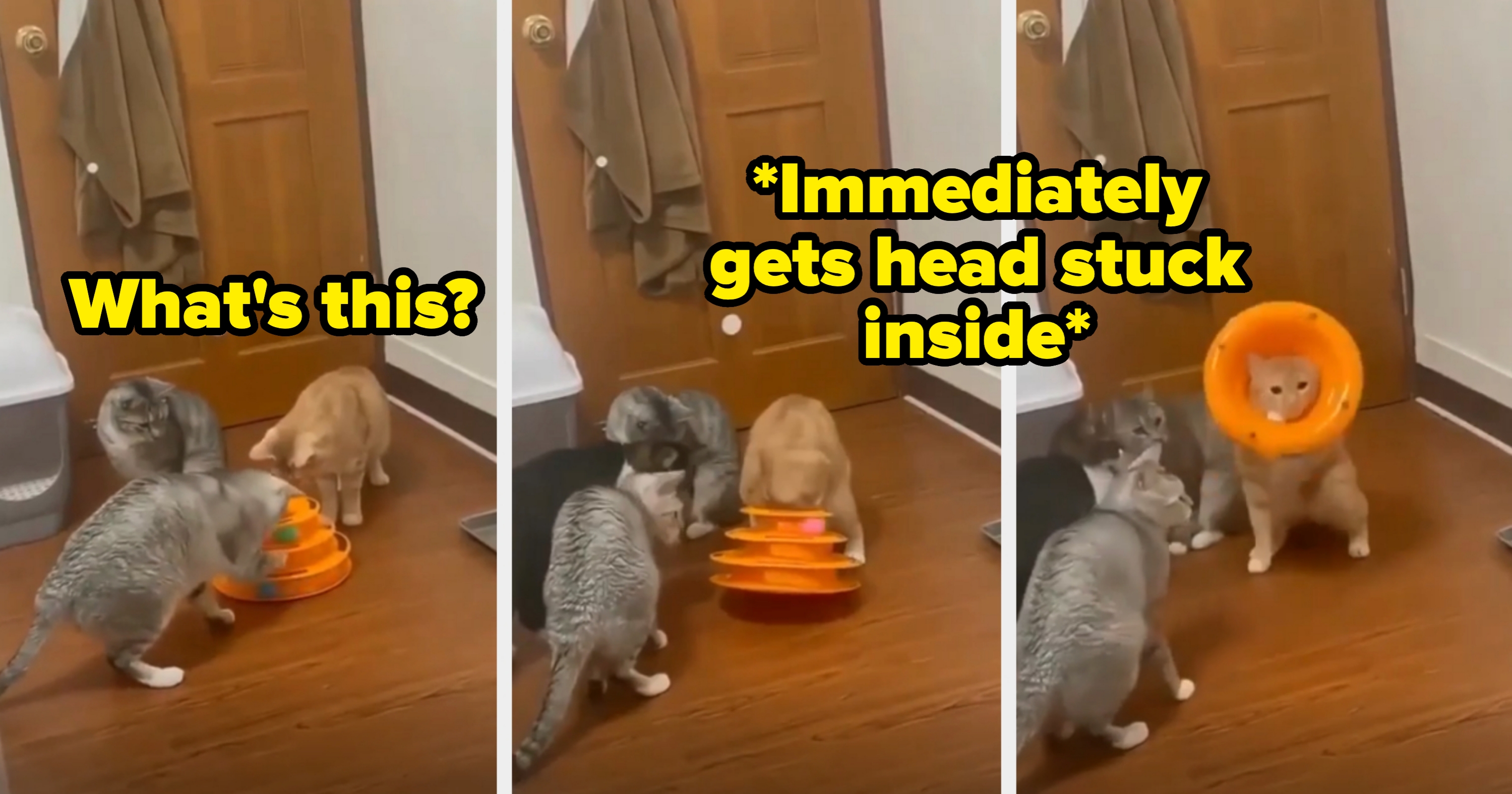 Three cats play with a stacked ring ball toy on the floor. One cat gets stuck in the middle