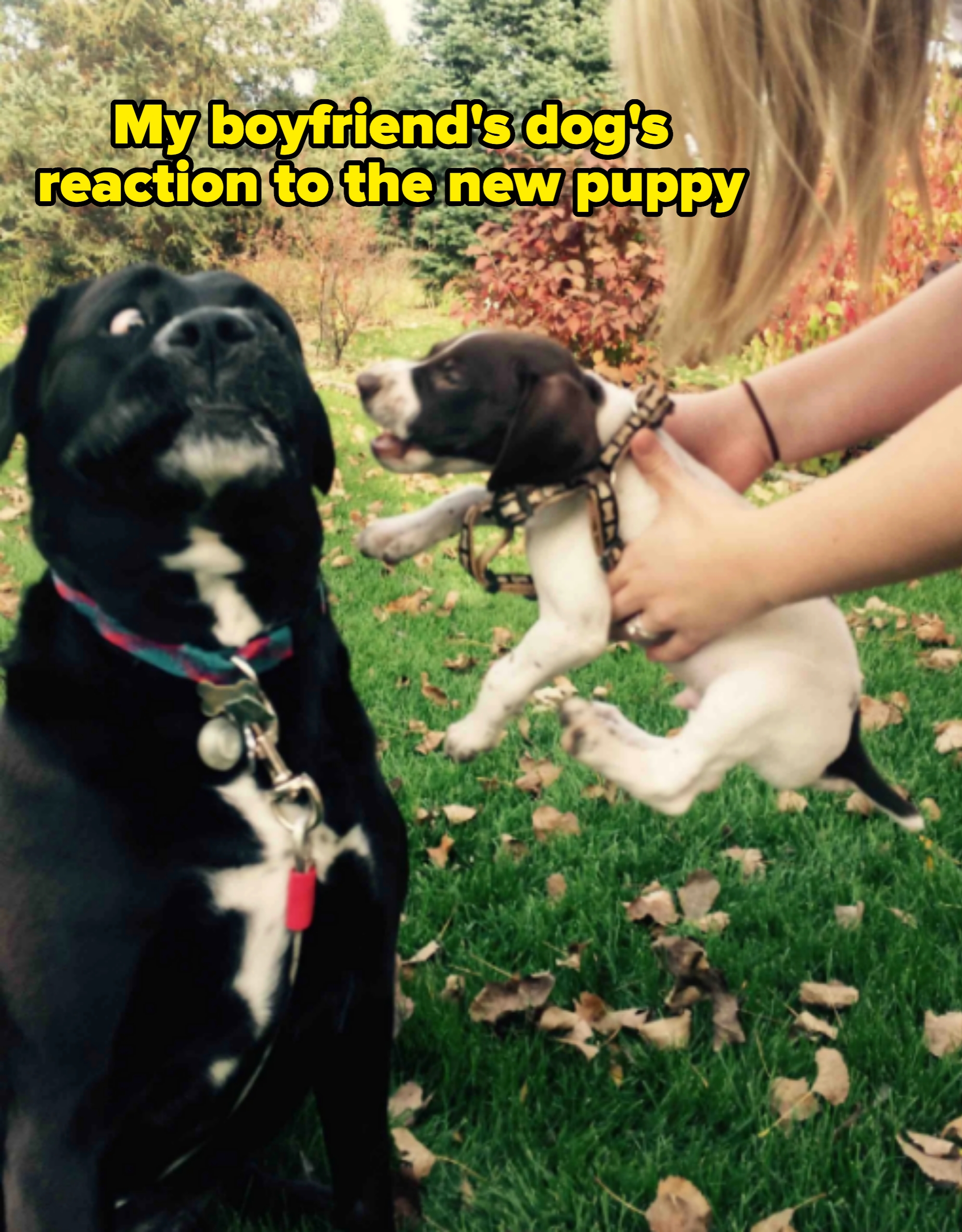 A surprised large dog looks in shock at a small, playful puppy being held by a person in a garden setting, captioned &quot;My boyfriend&#x27;s dog&#x27;s reaction to the new puppy&quot;