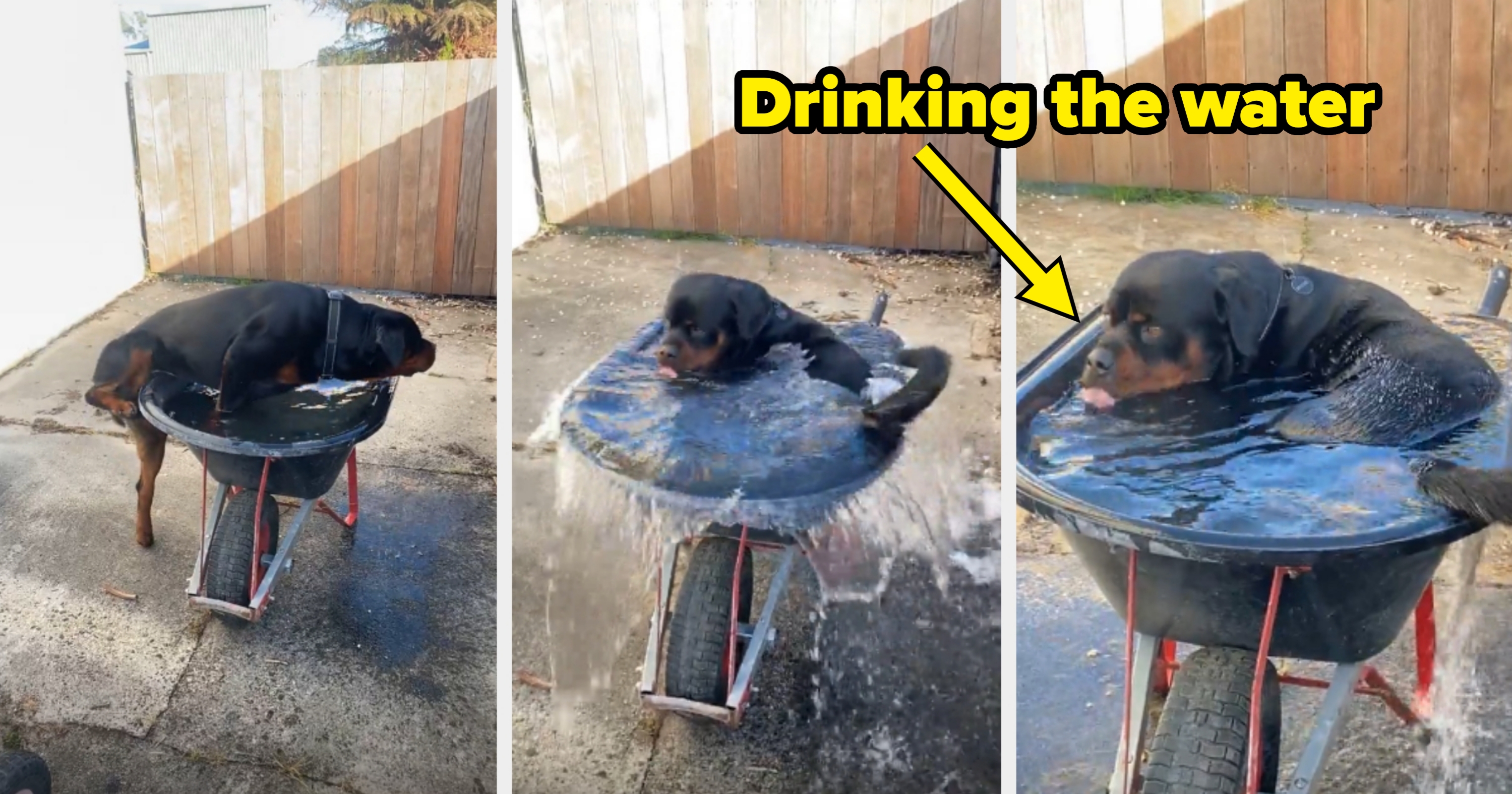 Dog climbs into a wheelbarrow filled with water, playfully splashing much of the water out and appearing to drink from the wheelbarrow