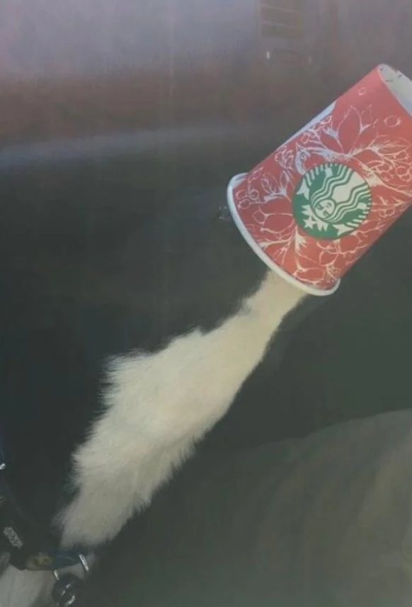 Dog in a car with its head inside a Starbucks coffee cup, as if investigating or playing