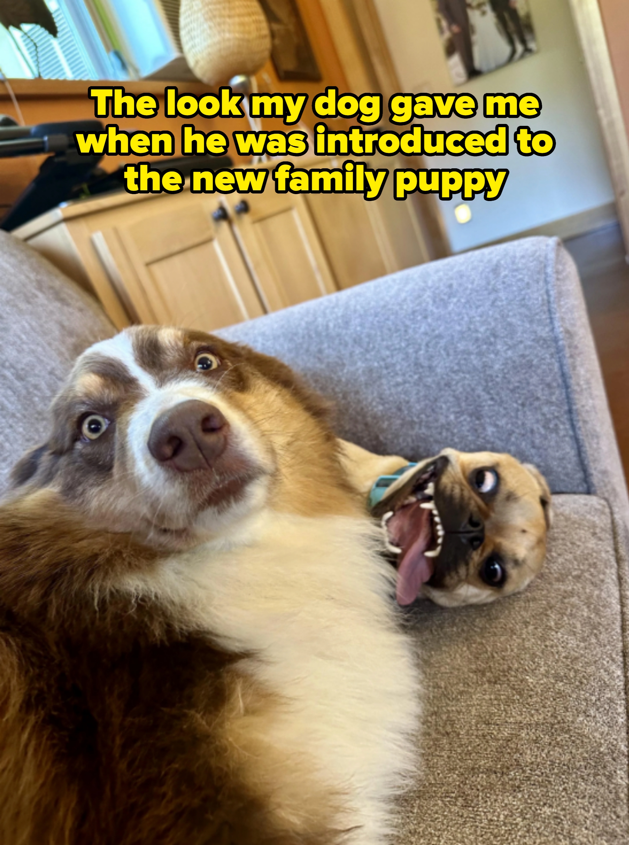 Two dogs lounging on a couch, with one dog looking shocked and the other smiling with its tongue out. Caption: &quot;The look my dog gave me when he was introduced to the new family puppy&quot;