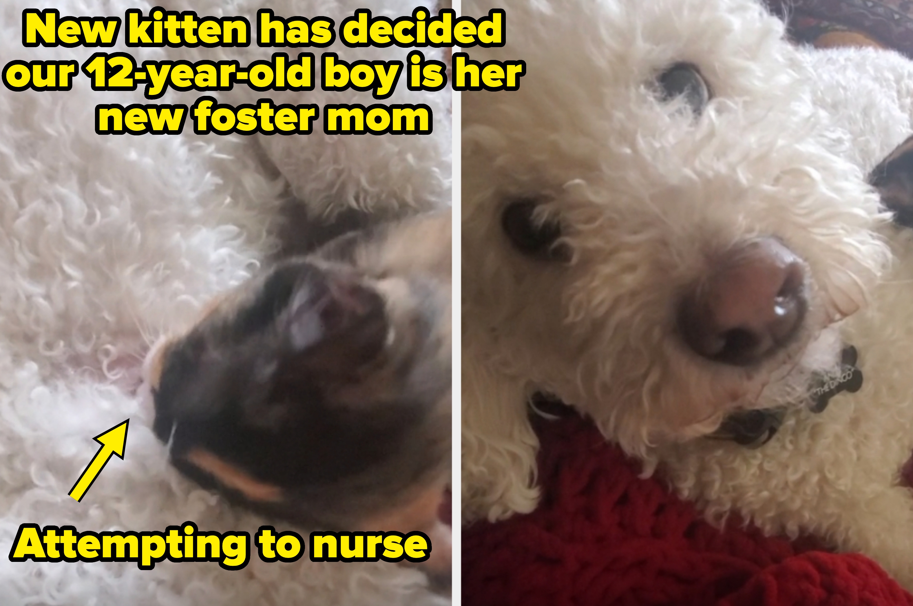 A kitten tries to nurse on a dog captioned &quot;New kitten has decided our 12-year-old boy is her new foster mom&quot;