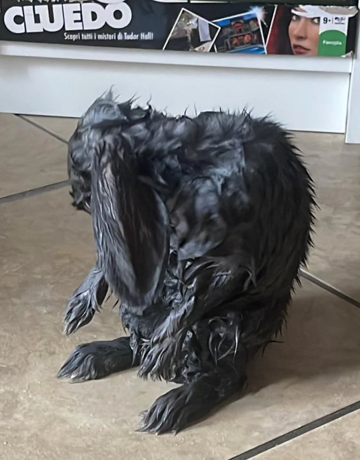 Wet rabbit sitting on a tiled floor, grooming itself. Board games are partially visible in the background