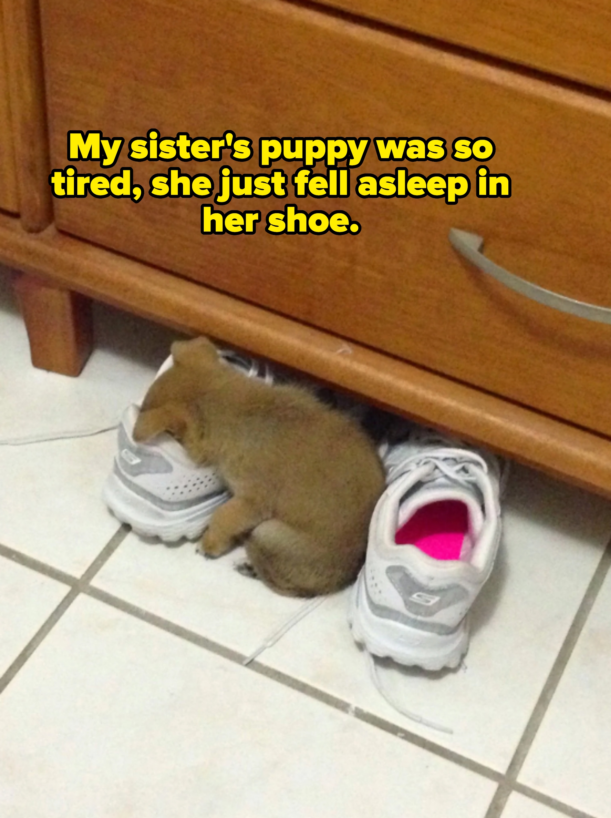 A small puppy that fell asleep with their head in a sneaker captioned &quot;My sister&#x27;s puppy was so tired, she just fell asleep in her shoe&quot;