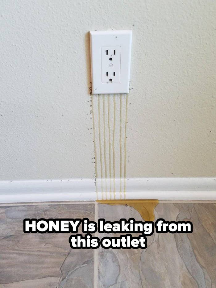 Wall outlet with honey-like substance leaking down to the floor