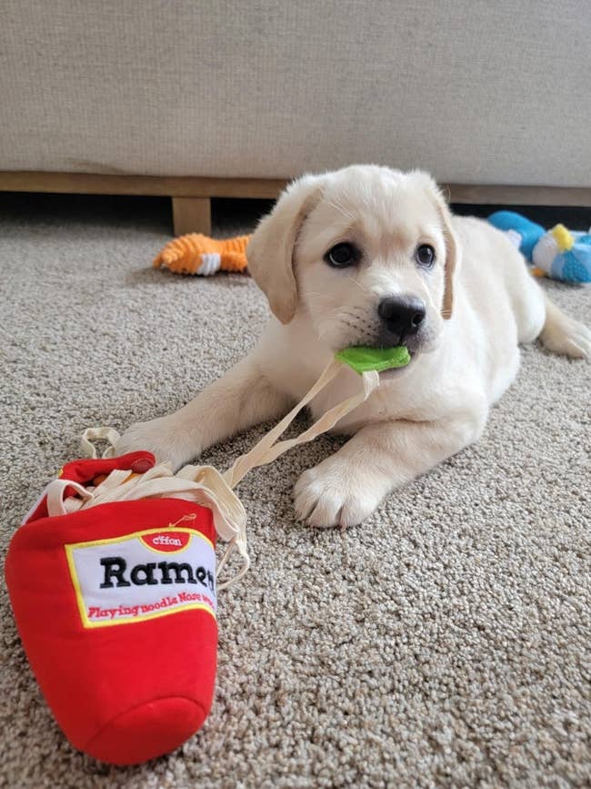 Puppy chewing connected  a greenish  artifact  adjacent  to a reddish  noodle-themed plush connected  a carpet, featuring playful shopping-related items