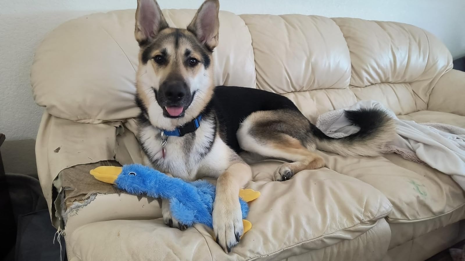 Dog with plush toy on worn couch