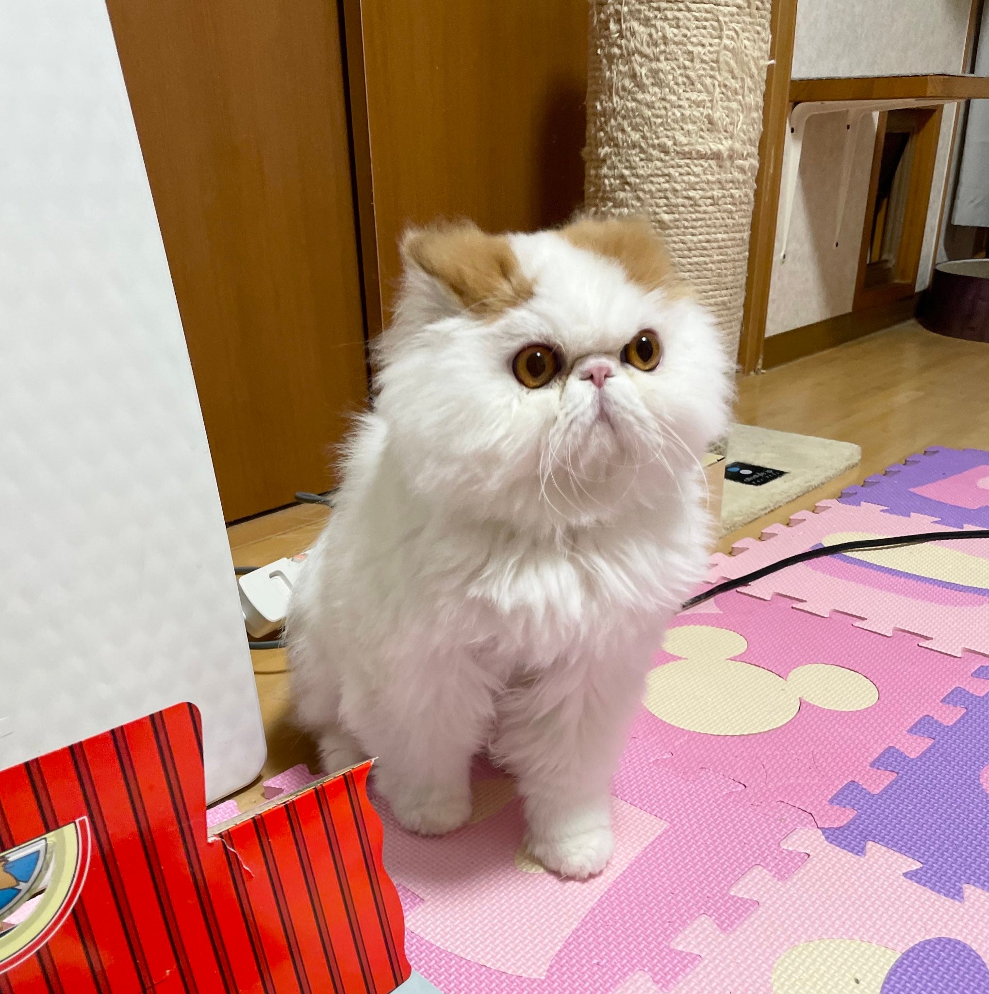エキゾチック子猫ちゃん♡ベビー♡おめめうるうる♡アートドール♡ぬいぐるみ♡ エキゾチック子猫ちゃん♡ベビー♡おめめうるうる♡アートドール ぬいぐるみ
