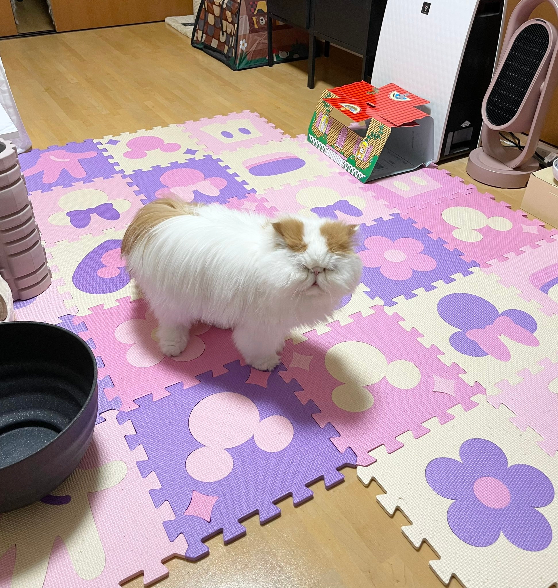 だれがお尻の穴じゃい」 飼い猫が見せたまさかの表情に笑顔になる人