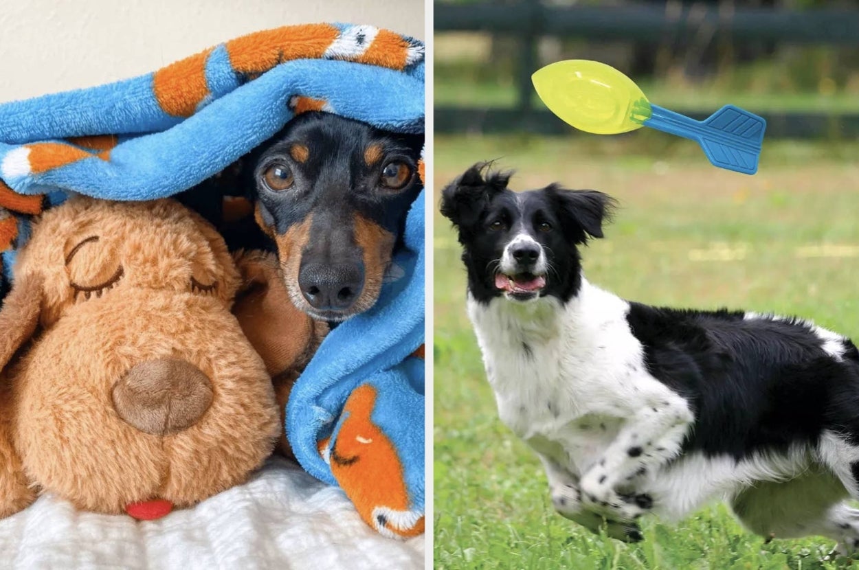Two dogs: one snuggles under a blanket with a toy, the other plays fetch with a flying dog toy in the air