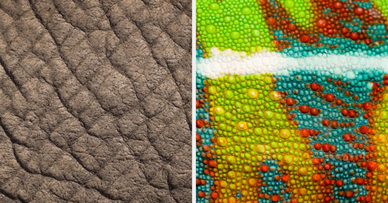 Fair Warning: This Animal Skin Patterns And Prints Will Be EXTRA Hard For Non-Pros