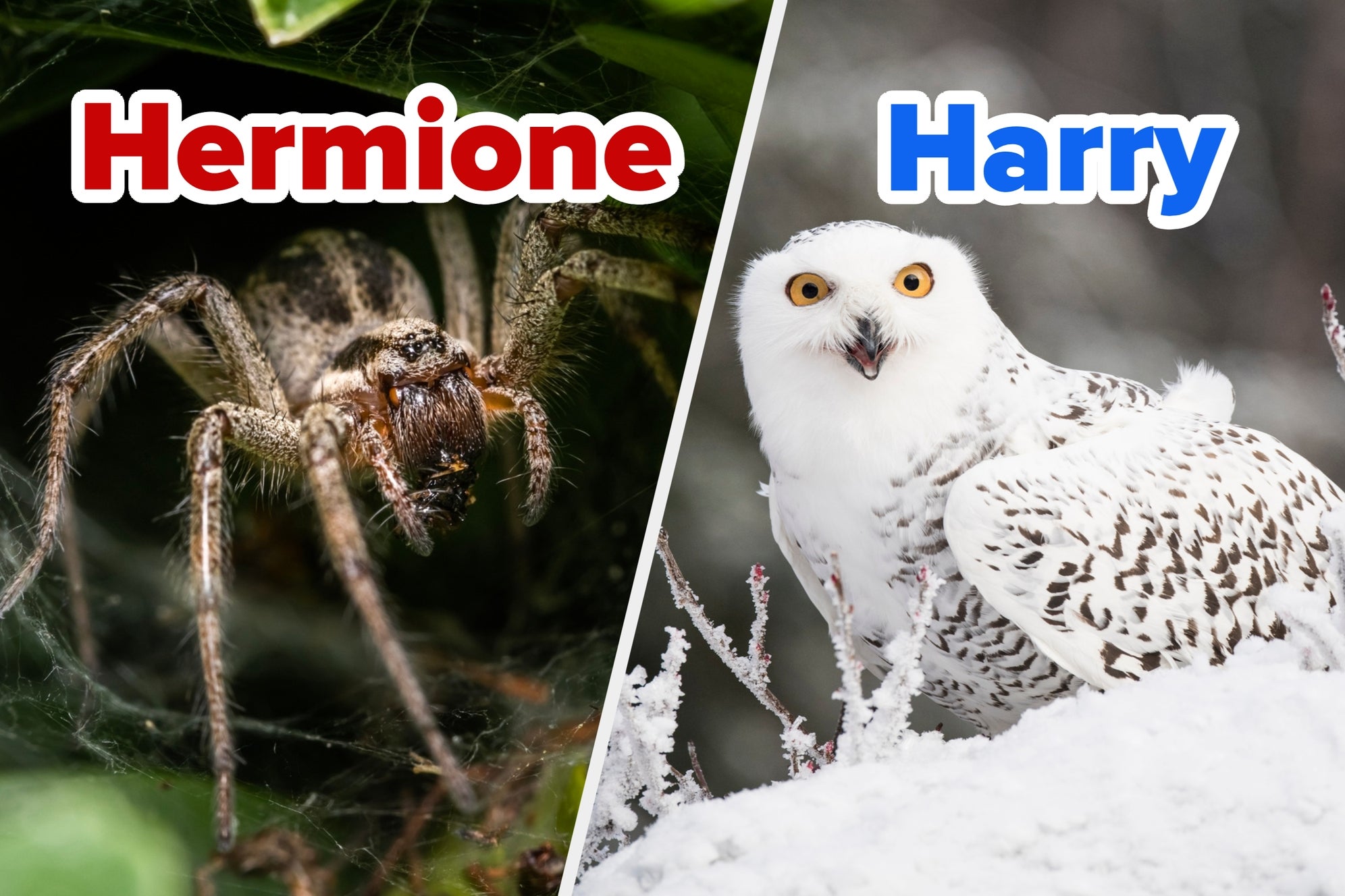 Are You More Like Ron, Harry, Or Hermione? Just Pick 12 Animals To Find Out