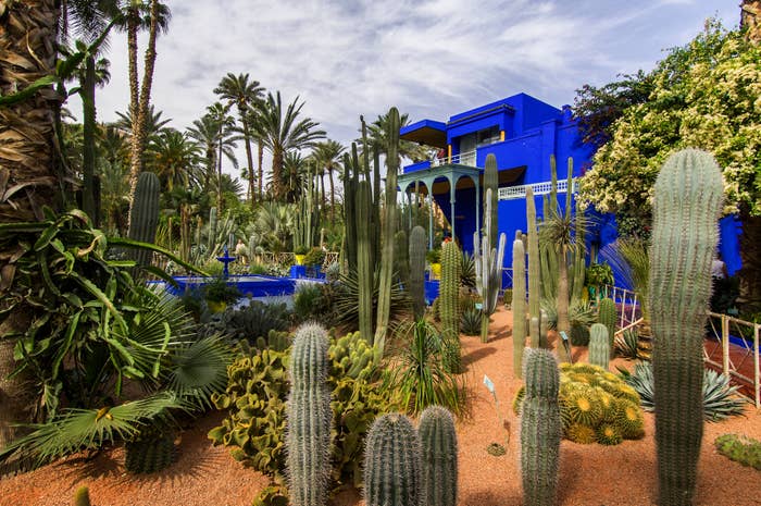 Cactus garden with a vibrant, blue building in the background, surrounded by tall palm trees