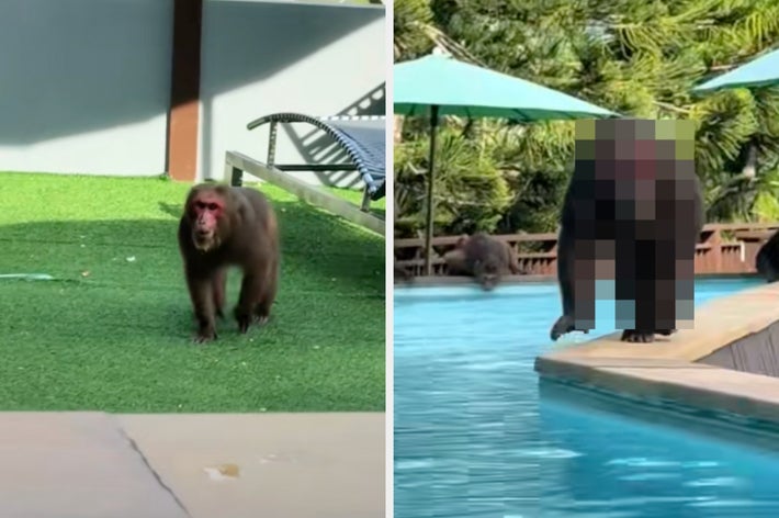 プールサイドを歩くチンパンジー。背景に他のチンパンジーが見える。