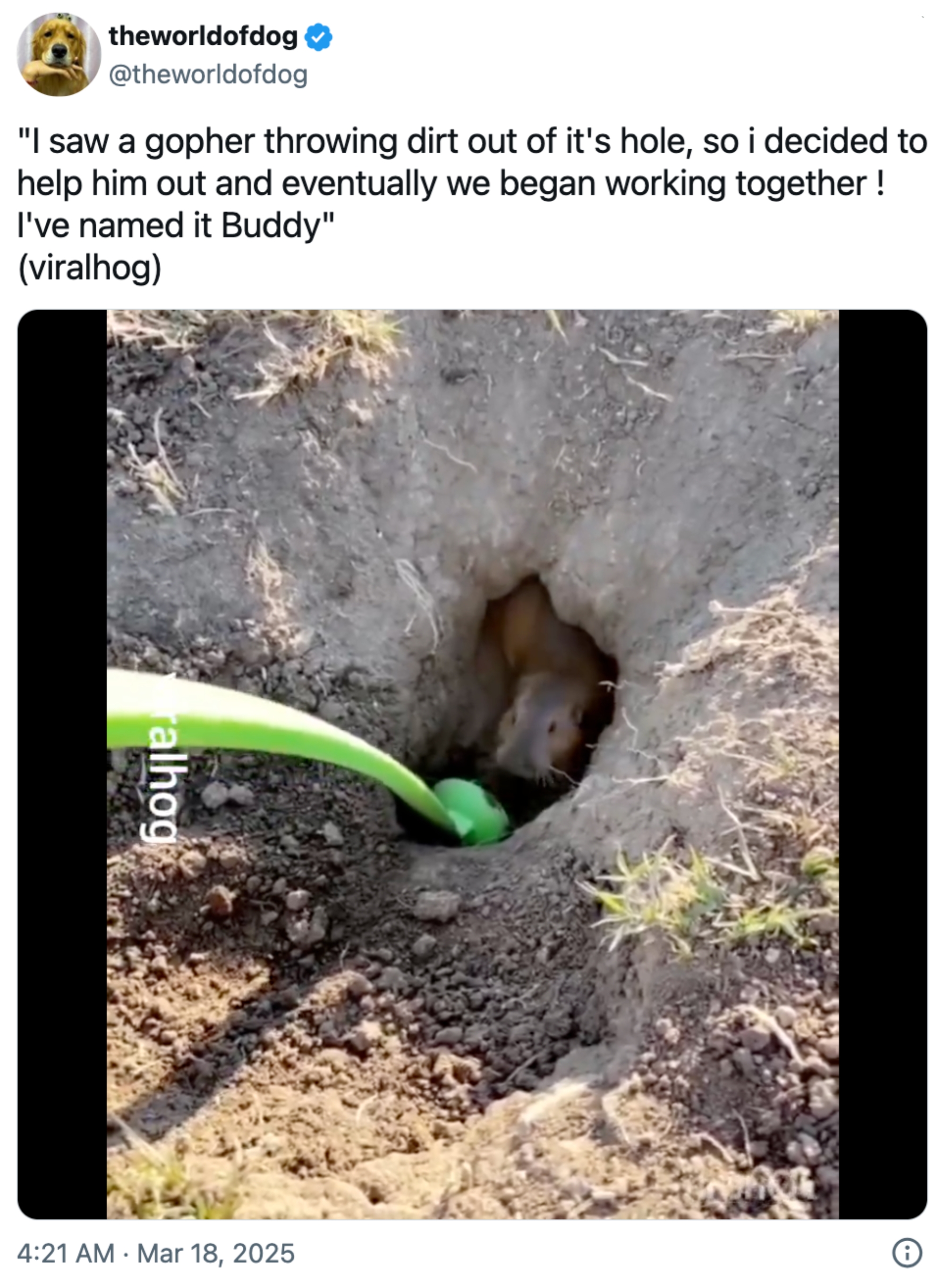 Gopher som kommer fra et hull med en person som bruker en liten grønn spade, og bildeteksten snakker om å navngi det kompis