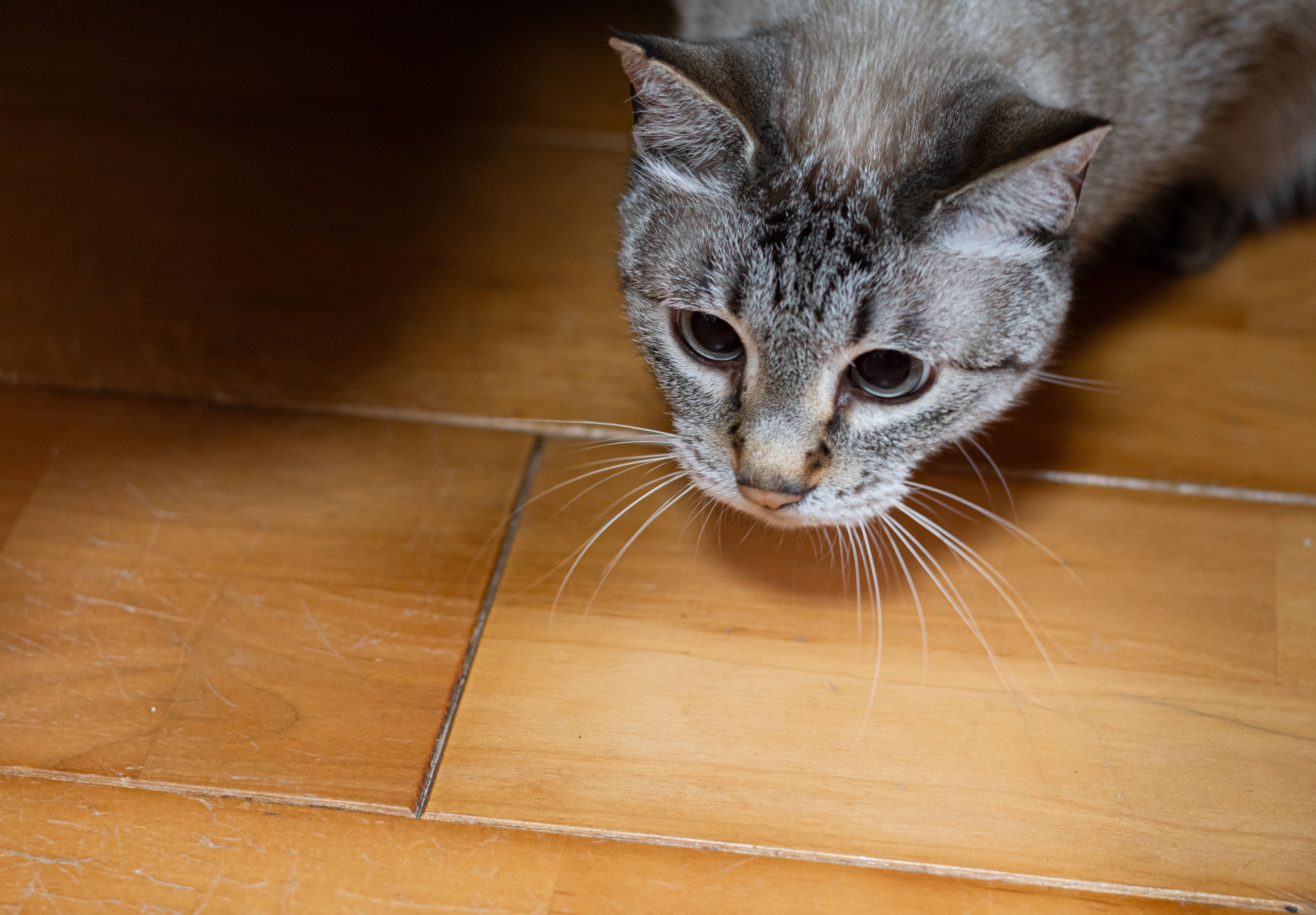 Cat with wide eyes crouching on wooden floor, appearing to stalk or focus on something outside the frame