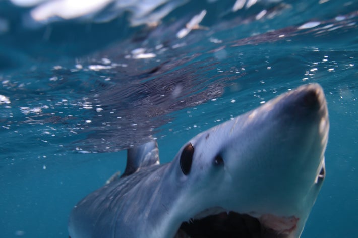 海中で泳ぐサメが口を開けている様子。