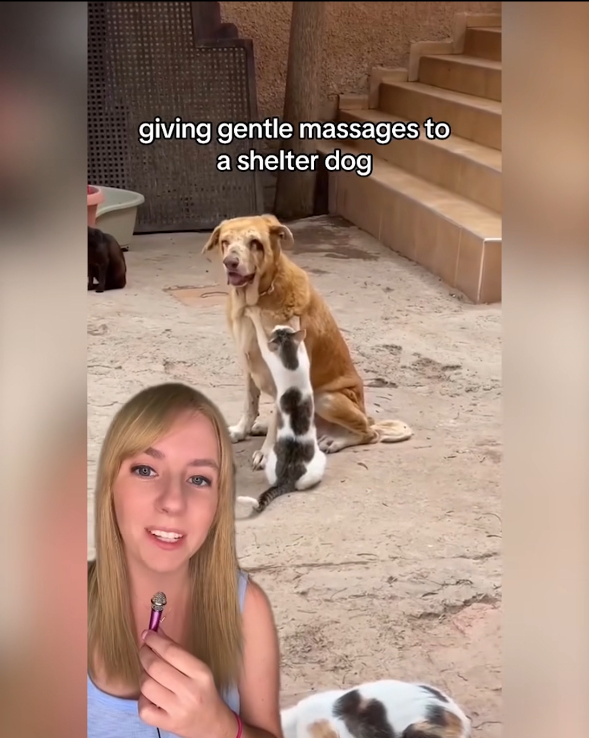 Kvinne gir milde massasjer til en lyhund mens en kattunge klatrer på hunden i en lekne omgivelser