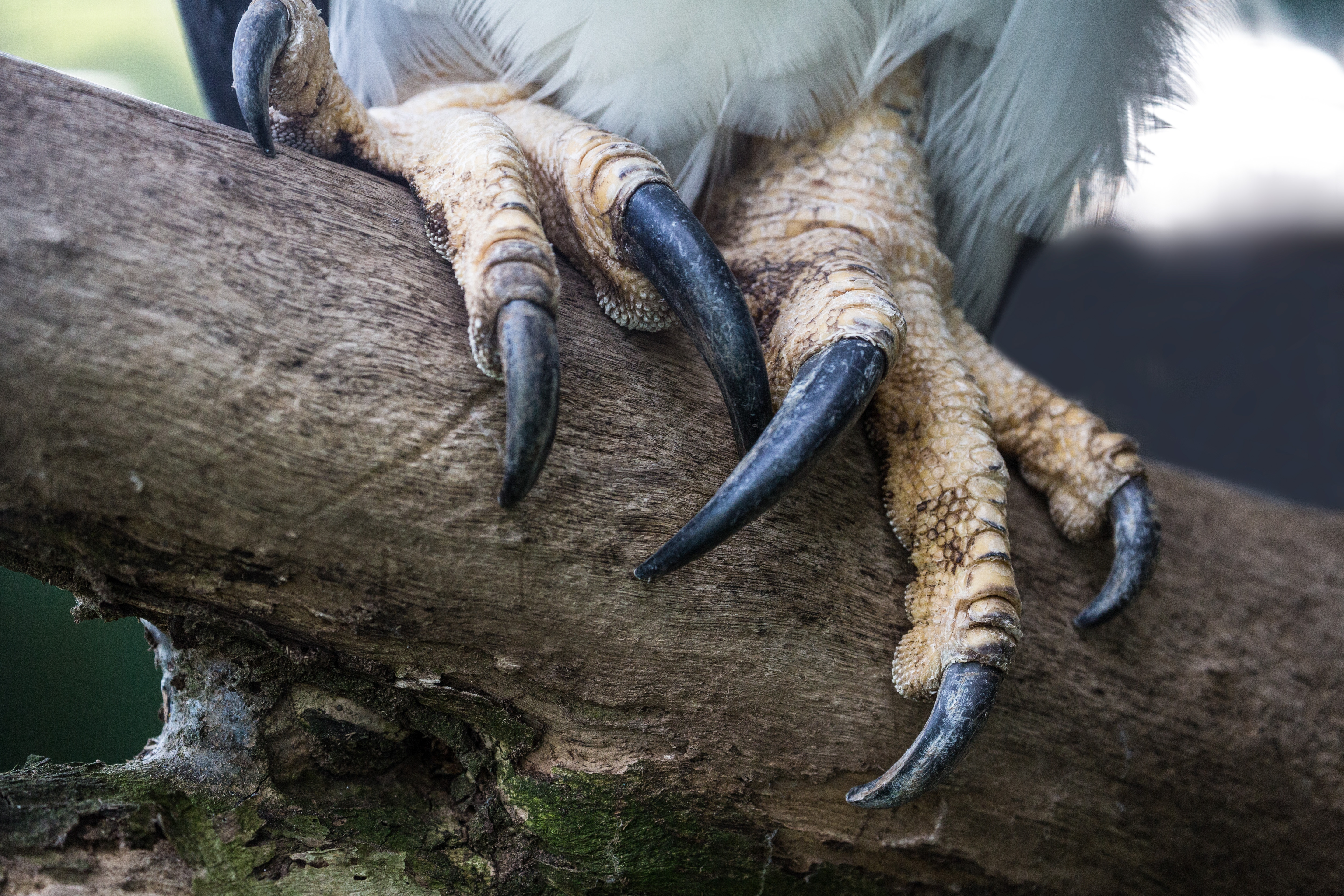 Close-up of a bird's talons gripping a branch, showcasing sharp, curved claws against textured wood