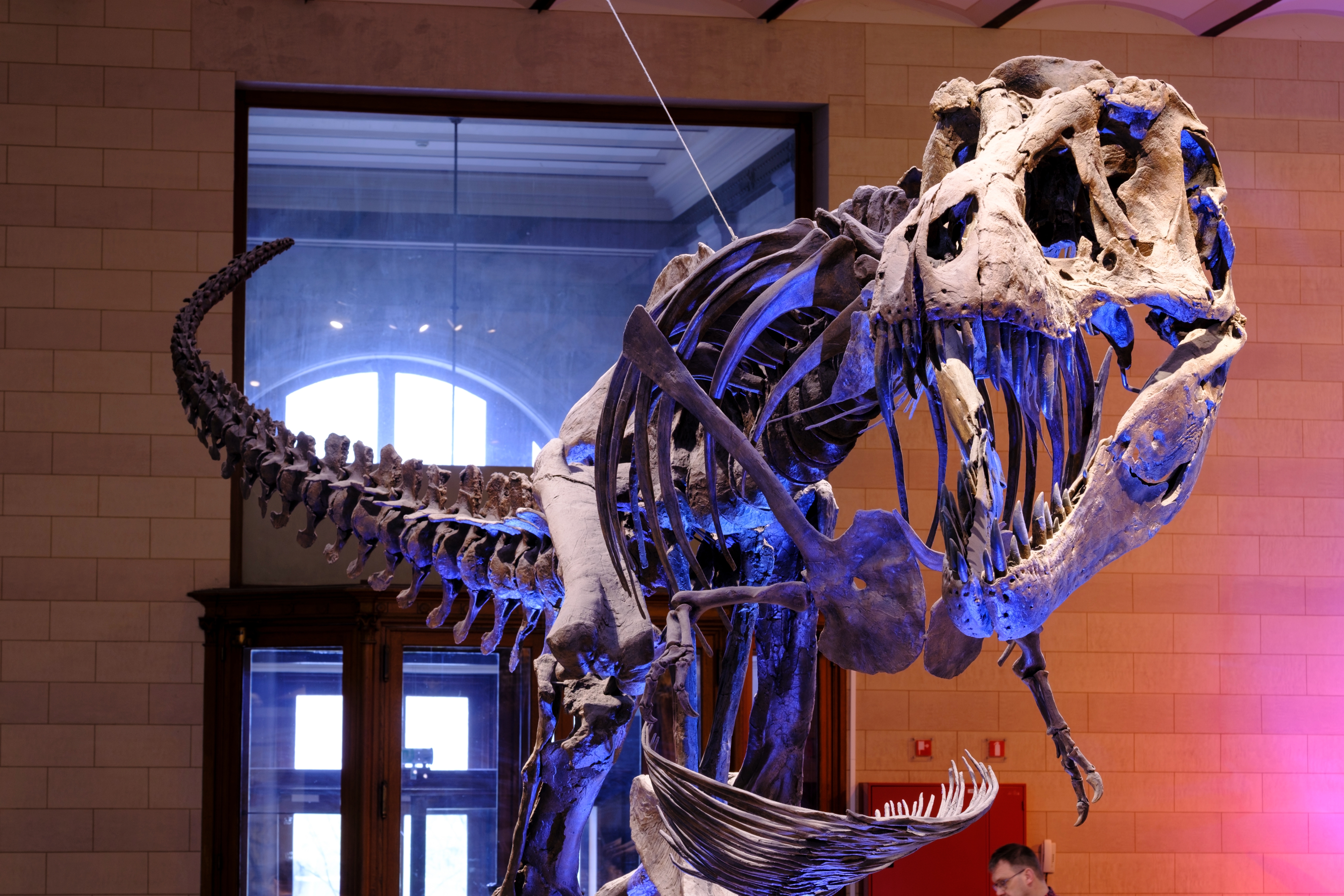 Tyrannosaurus rex skeleton displayed indoors at a museum, showcasing its large jaw and teeth