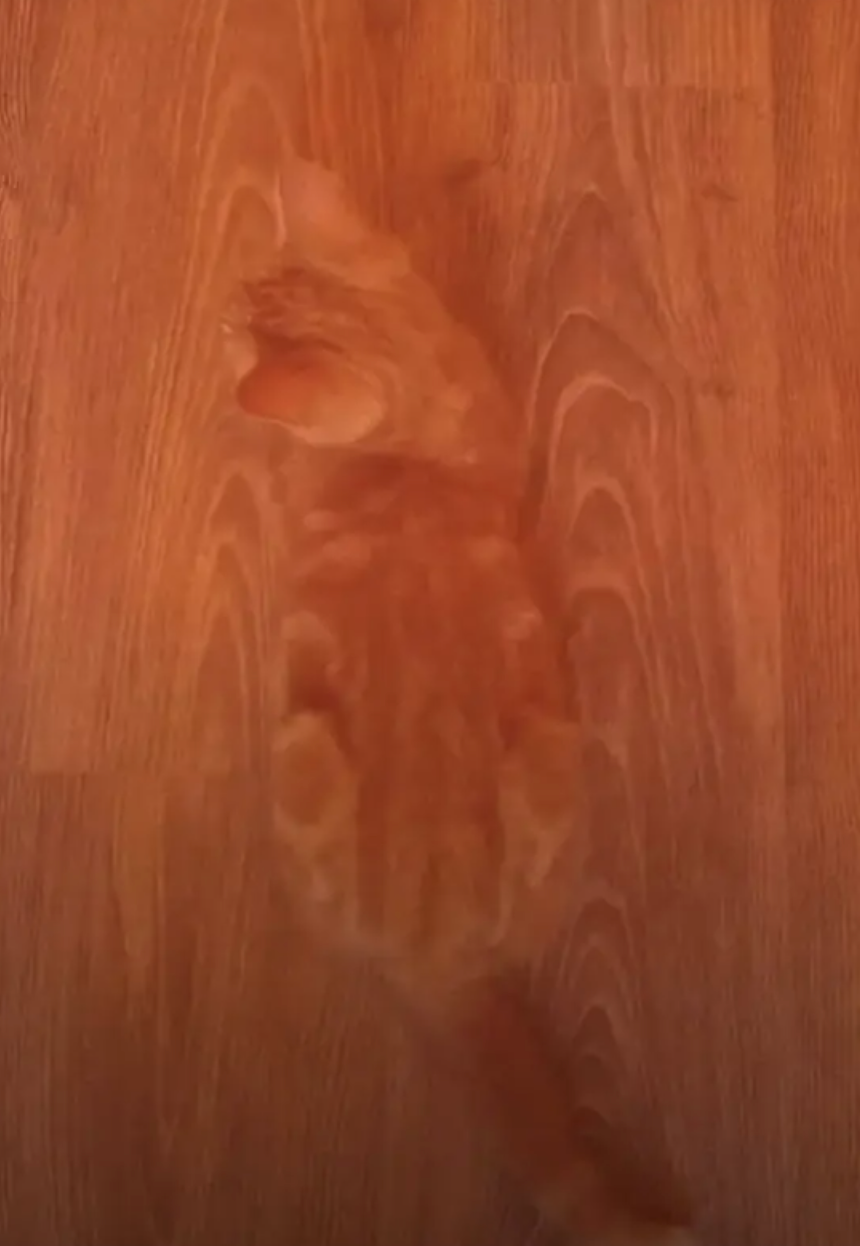 Cat blending into a wood   floor, resembling a camouflage effect