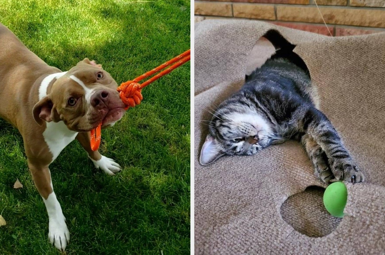 Dog playfully tugging a rope on grass; cat lounging on carpet with a green ball nearby