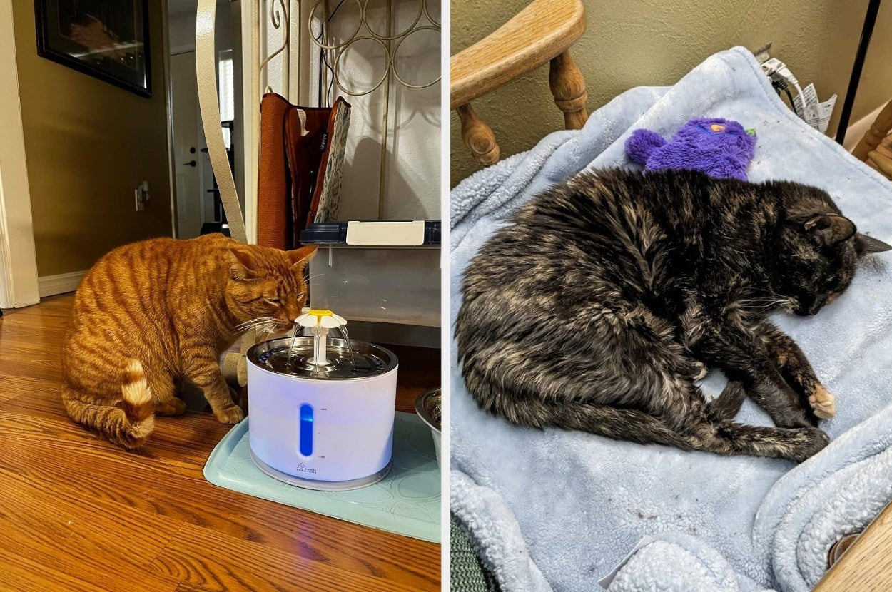 Two cats, one drinks from a water fountain, and the other sleeps on a soft blanket with a plush toy
