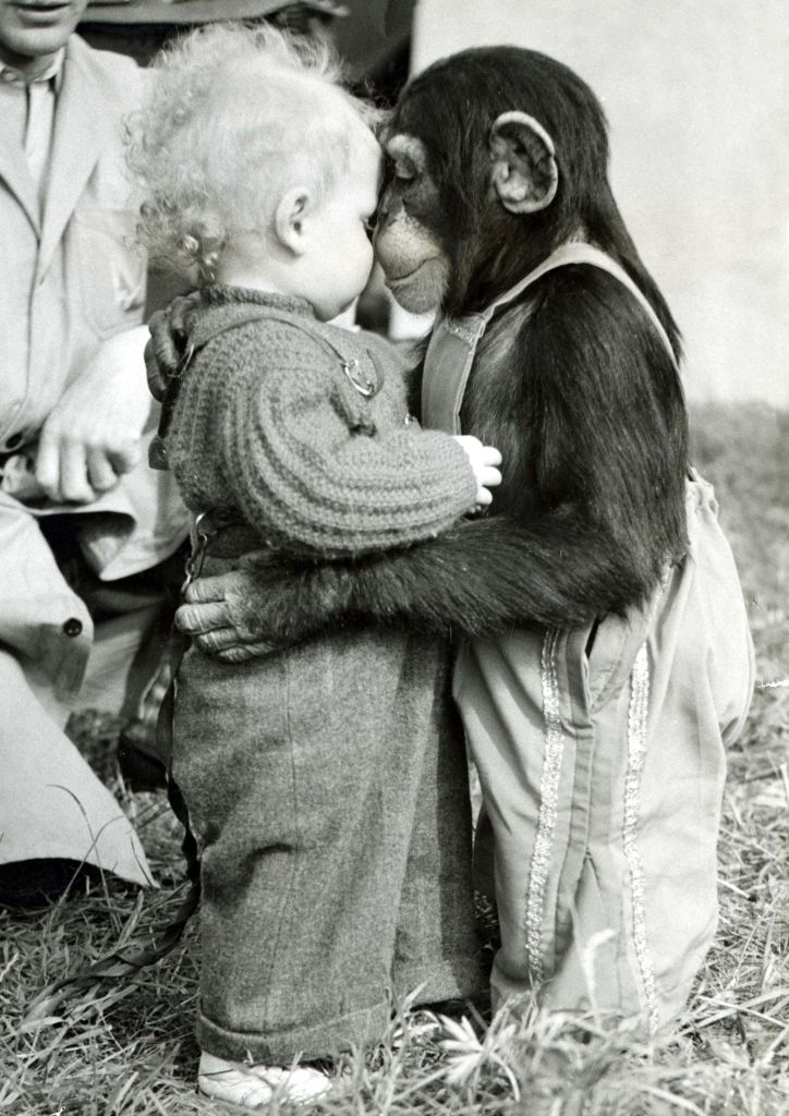 A small child and a chimpanzee stand facing each other, their noses touching affectionately while people look on