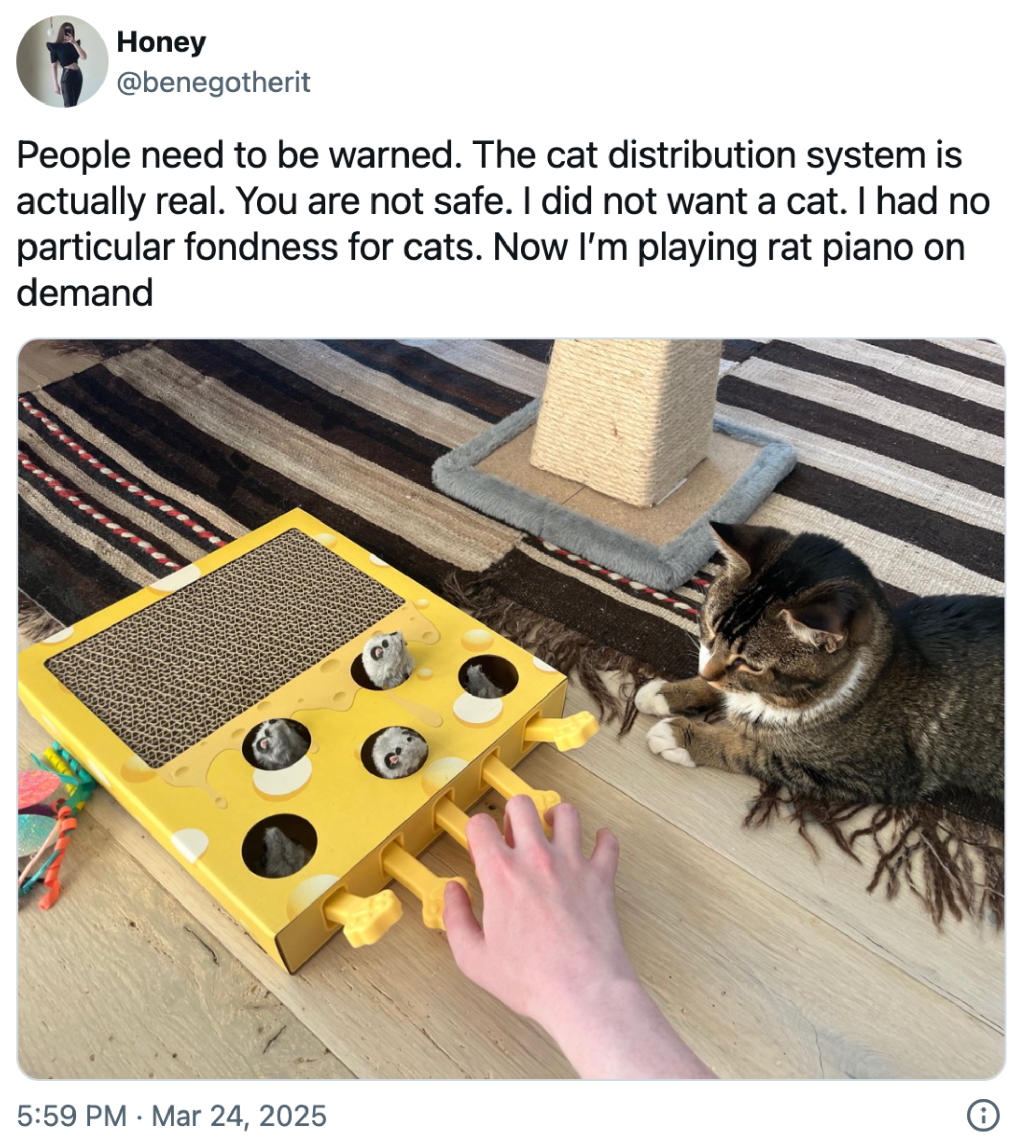En katt ligger ved en håndlaget pappeske med plastflasker og rør. En person spiller det som et instrument. Tekst forklarer en uventet kjærlighet til katter