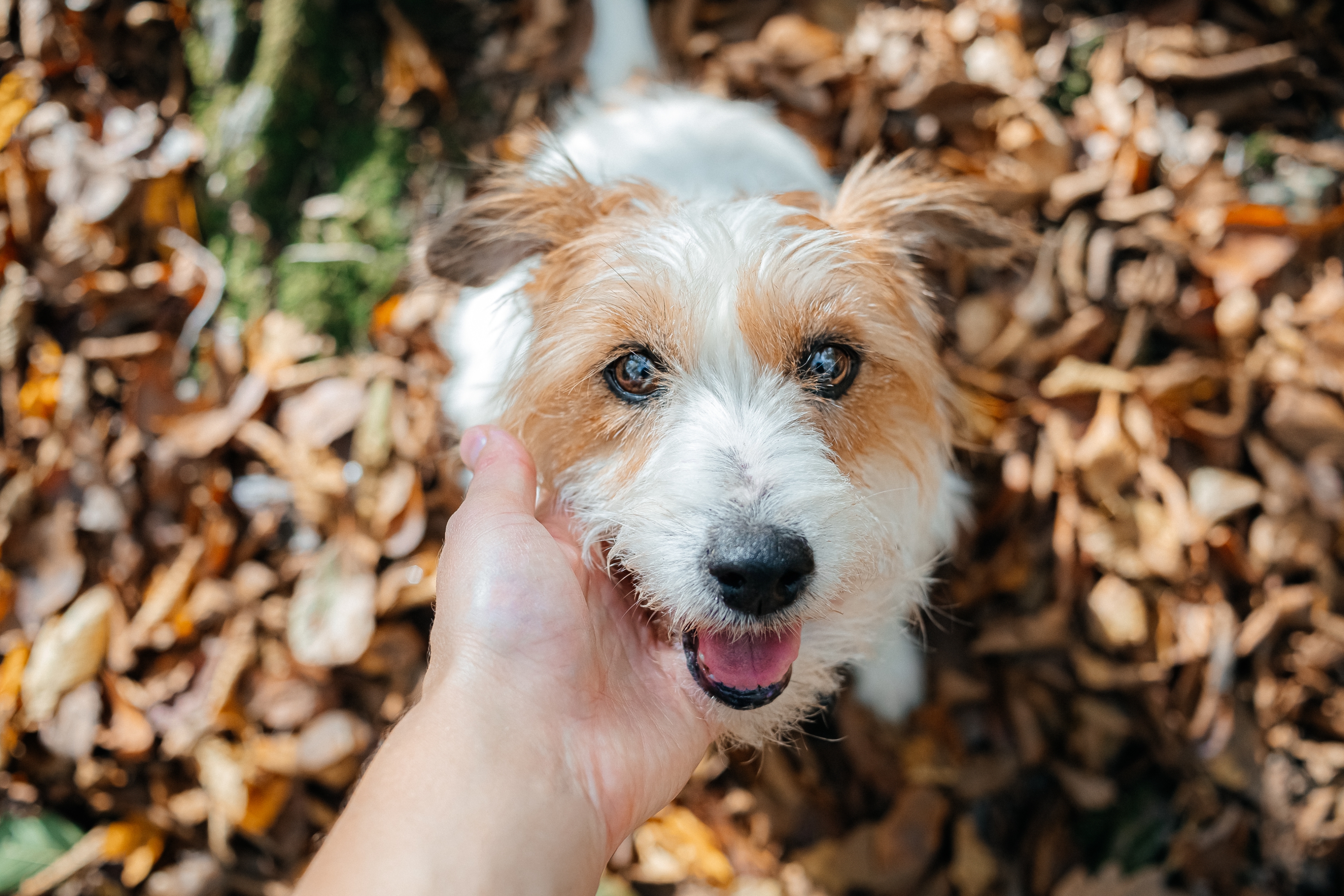 Person gently pets a happy dog surrounded by fallen leaves.