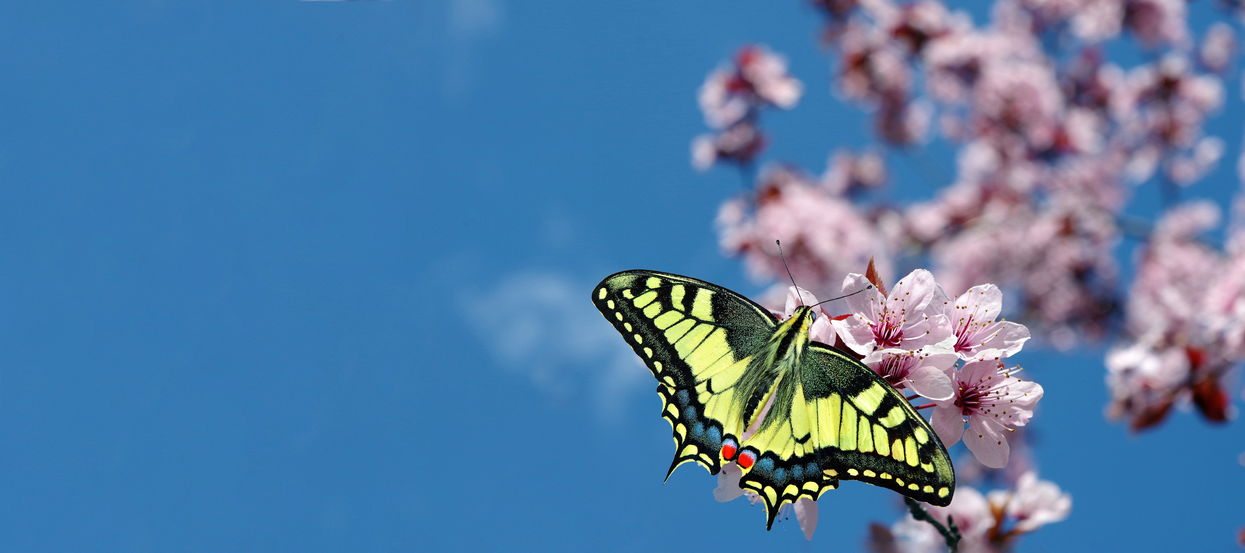 Butterfly on a cherry blossom branch, wings spread, against a clear sky
