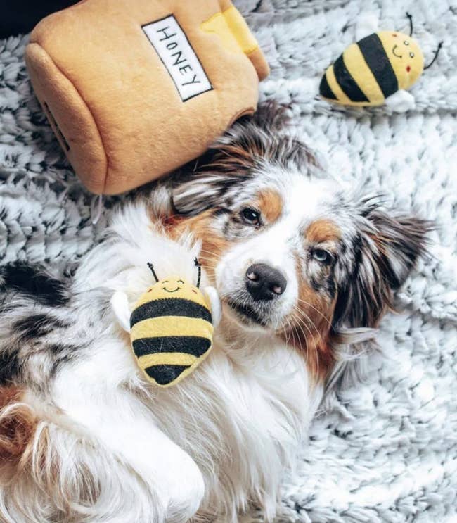Dog connected  fuzzy rug with bee plush toys and honey-themed canine  furniture  nearby