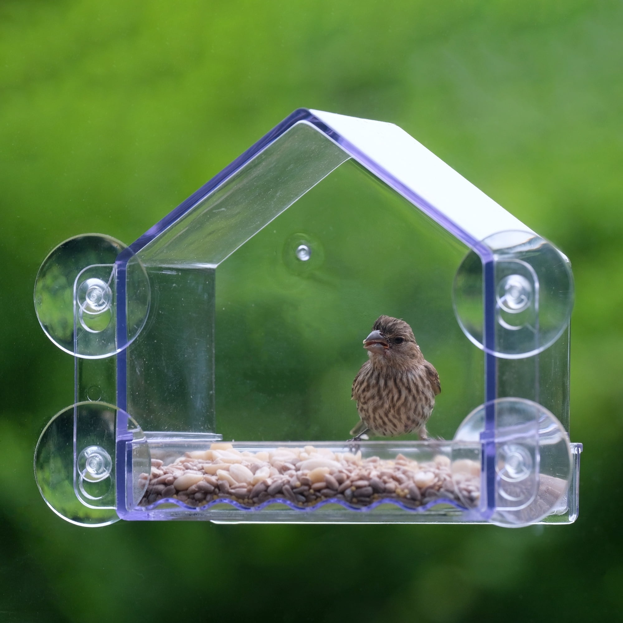 Bird inside transparent window-mounted feeder eating seeds