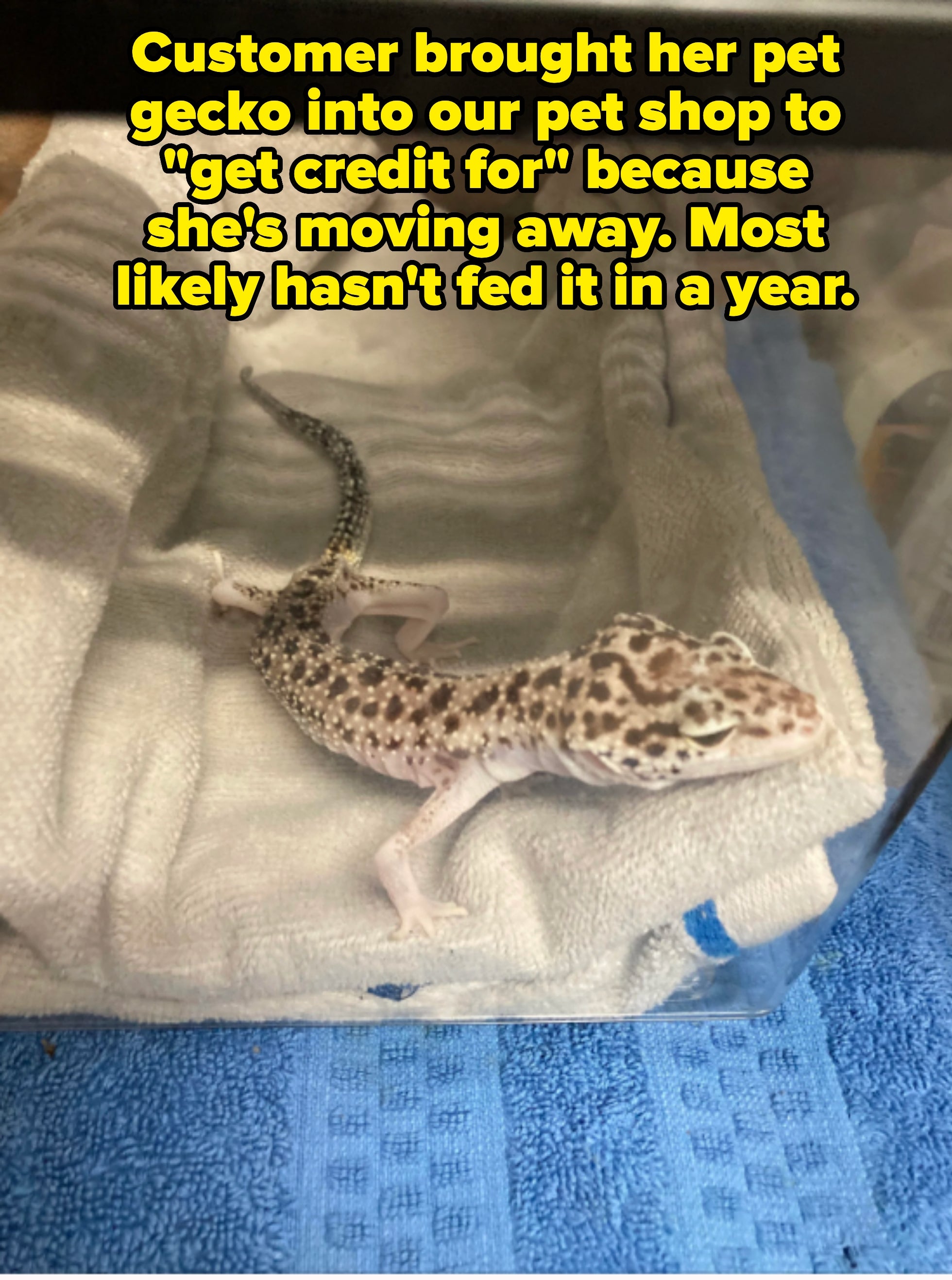 A leopard gecko resting in a tank with soft towels. Its pattern is distinct, and it's casually looking ahead