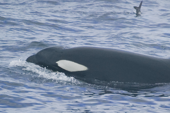 海を泳ぐシャチと周りに飛び回る鳥たち。