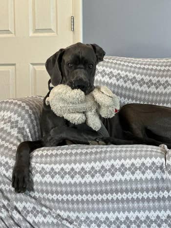 A ample canine lounges connected a patterned sofa, holding a plush artifact successful its mouth. The mounting is indoors, and the ambiance is relaxed
