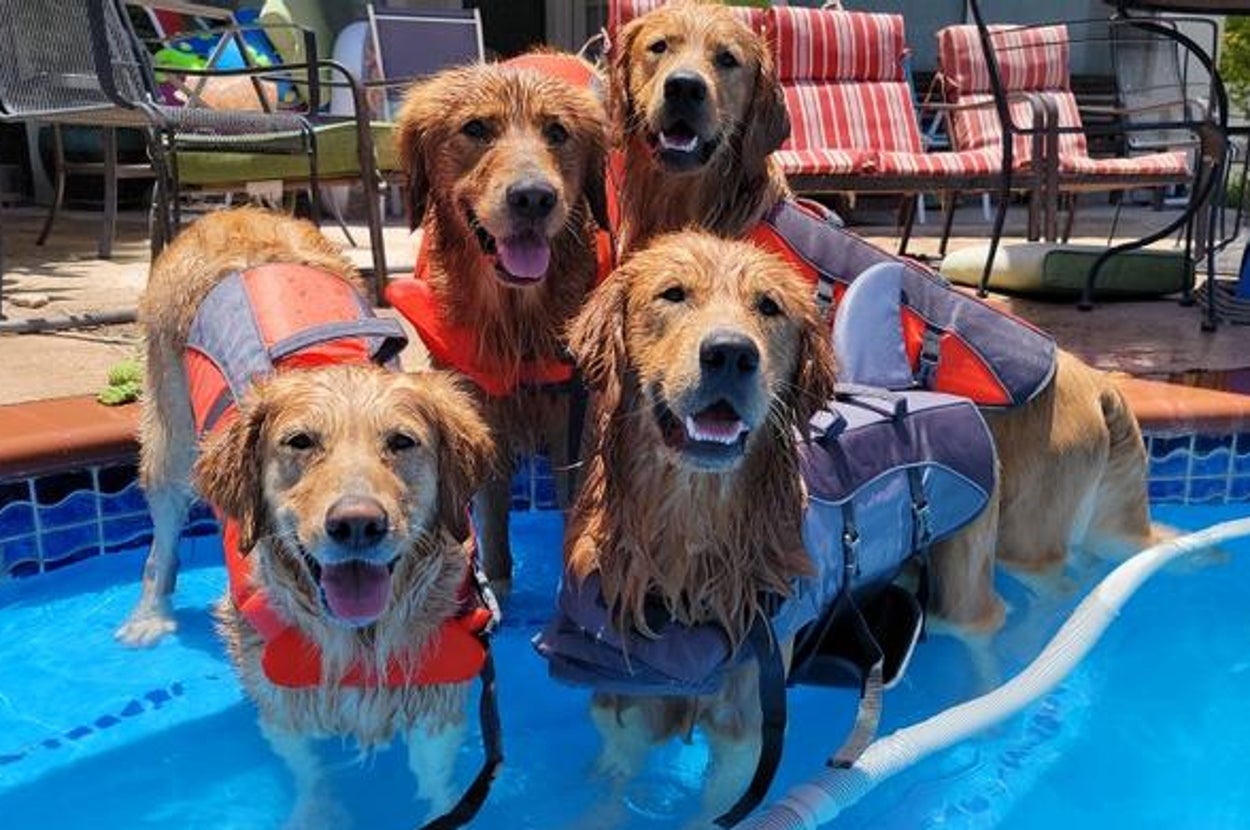 Four Golden Retrievers in life vests play in a swimming pool, some patio furniture is visible in the background