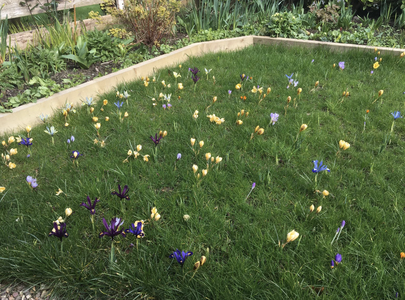 Skjermbilde av et Reddit -innlegg som viser en plen med blomstrende iris og krokusblomster, og brukerkommentarer som diskuterer hagearbeidstips