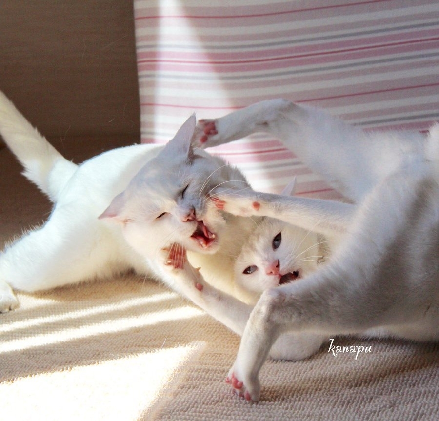 スカートじゃれネコちゃん2匹セット✨