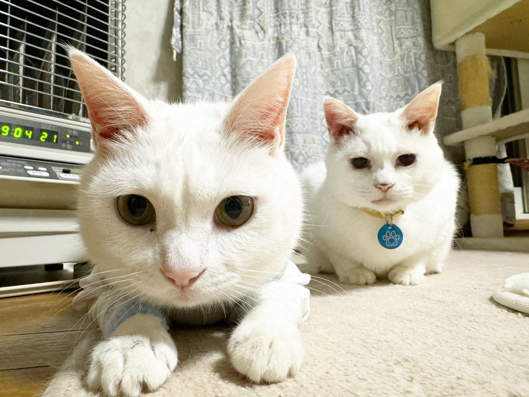 タイムセール』仲良し猫鍋♡