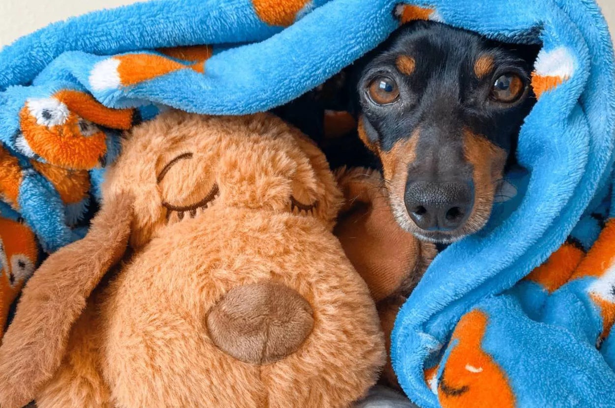 Dog snuggled under a patterned blanket with a plush dog toy. Perfect for cozy pet bed ideas