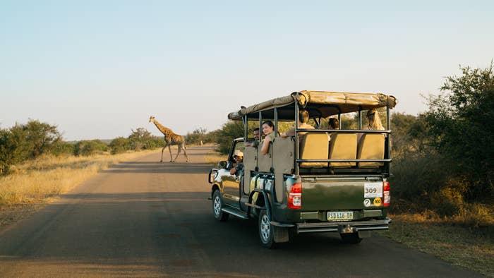 A safari vehicle on a road with a giraffe in the background, surrounded by bushland. A person is observing the scene from the vehicle