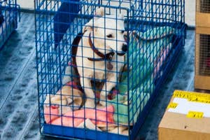 滑走路上でカートに載せられた動物用のケージ、犬が入っている。