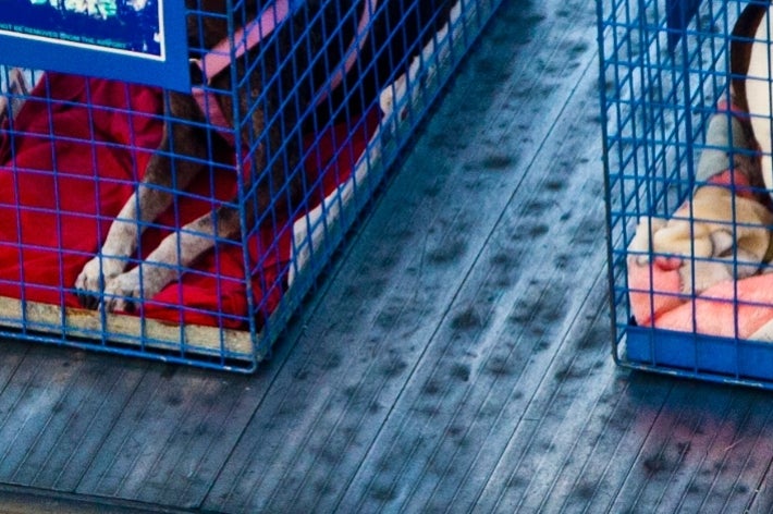 滑走路上でカートに載せられた動物用のケージ、犬が入っている。